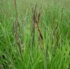 Carex stricta