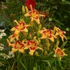 Hemerocallis 'Tiger Swirl'