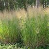 Panicum virgatum 'Dallas Blues'