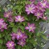 Clematis 'Asao'