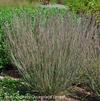 Schizachyrium (syn Andropogon) scoparium 'Carousel'