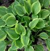 Hosta 'Golden Tiara'