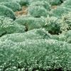 Artemisia schmidtiana 'Silver Mound'