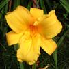 Hemerocallis 'Mary Todd'