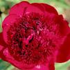 Paeonia lactiflora 'Red Charm'