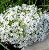 Phlox subulata 'Snowflake'