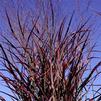 Panicum virgatum 'Hot Rod'