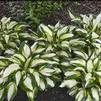 Hosta 'Vulcan'