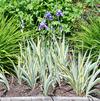 Iris pallida 'Argentea-variegata'