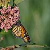 Asclepias syriaca