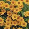 Heliopsis helianthoides 'Tuscan Sun'