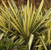 Yucca filamentosa 'Color Guard'