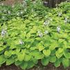 Hosta 'August Moon'