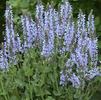 Salvia 'Crystal Blue'