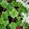 Sedum ternatum