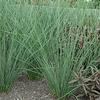 Juncus inflexus 'Blue Arrows'