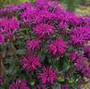 Monarda x didyma 'Rockin Raspberry'