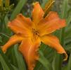 Hemerocallis 'Primal Scream'