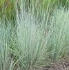 Schizachyrium (syn Andropogon) scoparium 'Prairie Blues'