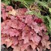 Heuchera x villosa 'Georgia Peach'