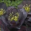 Helleborus 'Dark and Handsome'