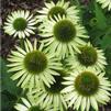 Echinacea 'Green Jewel'