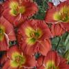 Hemerocallis 'Red Hot Returns'