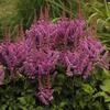 Astilbe chinensis 'Visions'