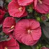 Hibiscus 'Mars Madness'