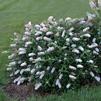 Buddleia 'Little Angel'