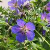 Geranium 'Johnson's Blue'