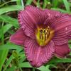 Hemerocallis 'Little Grapette'