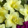 Hemerocallis 'Going Bananas'