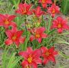 Hemerocallis 'Little Business'