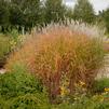 Miscanthus sinensis