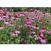 Echinacea purpurea