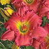 Hemerocallis 'Passionate Returns'