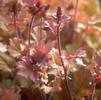 Heuchera 'Marmalade'