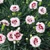Dianthus 'Raspberry Swirl'