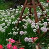 Allium angulosum 'Summer Beauty'