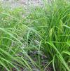 Carex crinita