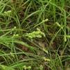 Carex hirsutella
