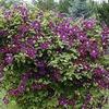 Clematis 'Jackmanii'