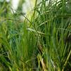 Carex shortiana