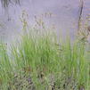 Carex buxbaumii