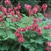 Dicentra eximia 'Luxuriant'