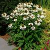 Echinacea purpurea 'White Swan'