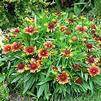 Gaillardia grandiflora 'Goblin'