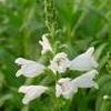 Physostegia virginiana 'Miss Manners'