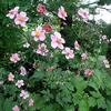 Anemone tomentosa 'Robustissima'